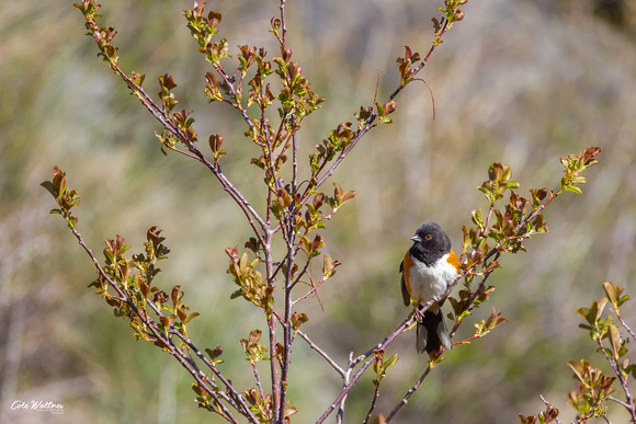 Spotted Towhee 2022