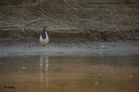 Red-wattled Lapwing ID