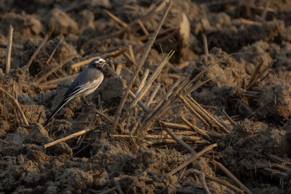 White-Wagtail