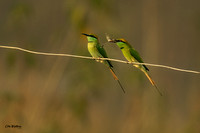 Asian Geen Bee-eater