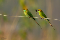 Asian Green Bee-eater 2