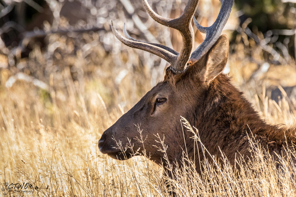 Elk Portrait 2015