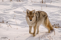 Looking Coyote 2015