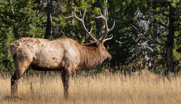 Bull elk L 2015