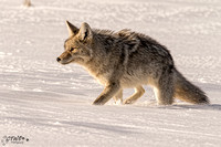 Deep snow Coyote 2016