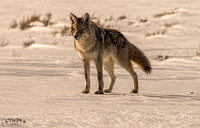 Coyote 1 2016