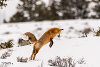 Winter Fox pounce A 2016