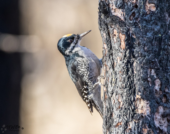 Black Backed Woodpecker A 2015