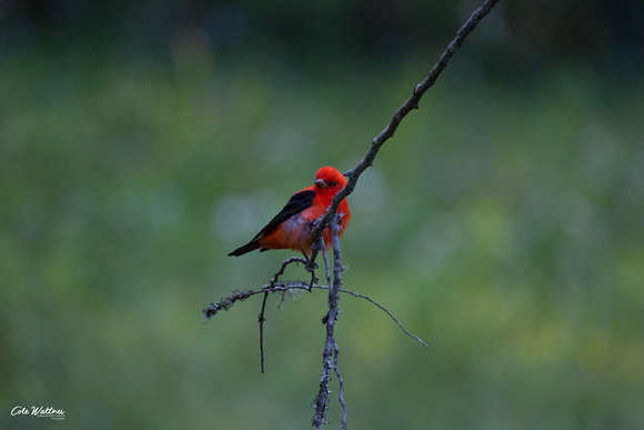 Scarlet Tanager E