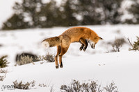 Winter Fox pounce B 2016