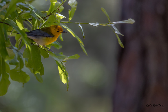 Prothonotary Warbler C