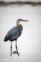Great Blue Heron A