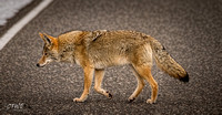 Road Crossing Coyote 2016