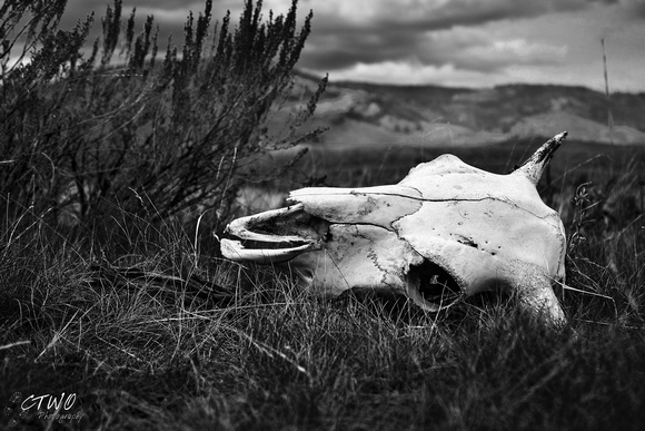 Bison skull