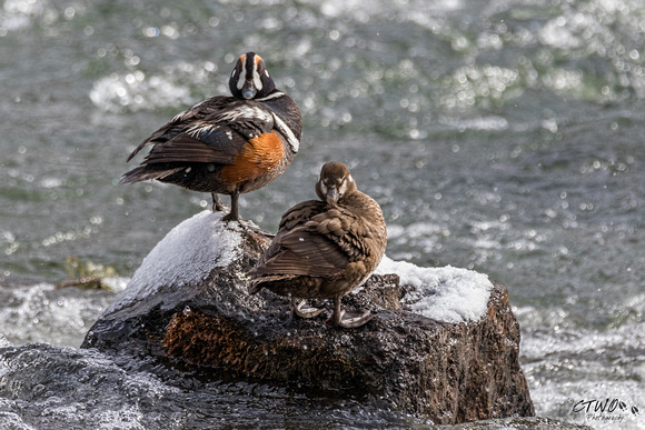 Harlequin Ducks (male and Female) A 2016
