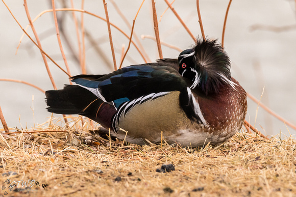Wood Duck A 2016