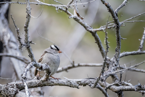 White-crowned Sparrow B 2016