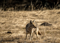 Coyote field 2016