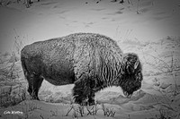 Black and White Feeding Bison 2019