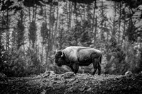 Black and White Bison Ridge 2017