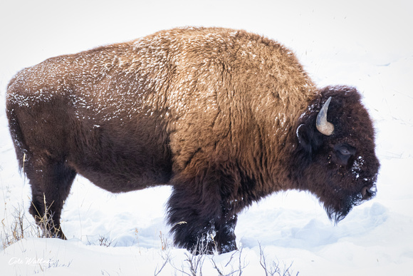 Snowy Bison feeding 2019