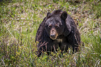 Black Bear near Yellowstone Picnic area 2017