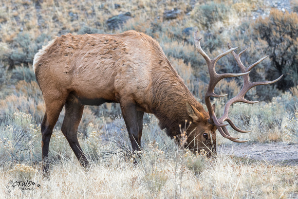 Bull Elk B 2017