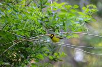 Hooded Warbler A