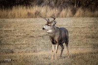 Mule Deer Buck A 2018