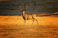 Mule Deer Buck B 2017