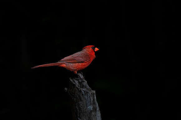 Northern Cardinal A