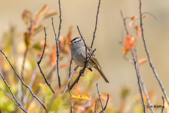 White-crowned Sparrow A 2018