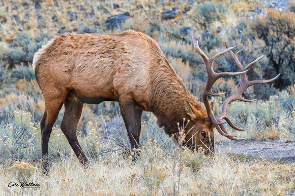 Bull Elk G 2017