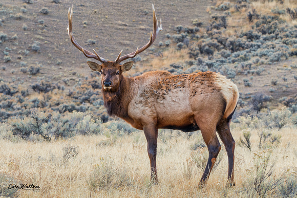 Bull Elk E 2017