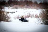 Bull Moose 2018