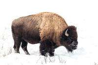 Bison Standing winter 2019