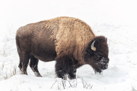 Bison Standing winter 2019