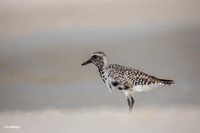 Black-bellied Plover A