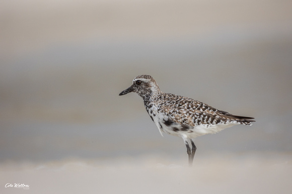 Black-bellied Plover A