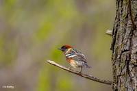 Bay-breasted Warbler A