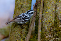 Black and White Warbler A