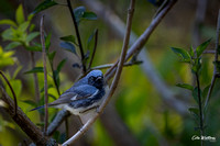 Black-throated Blue Warbler B