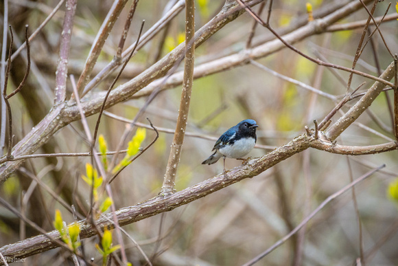 Black-throated Blue Warbler C
