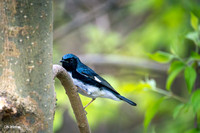 Black-throated Blue Warbler A