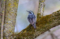 Black and White Warbler C