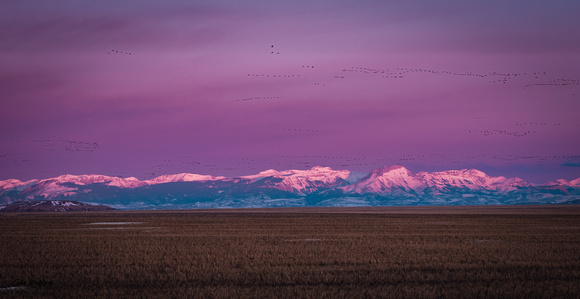 Snow Geese over Mountains 2023