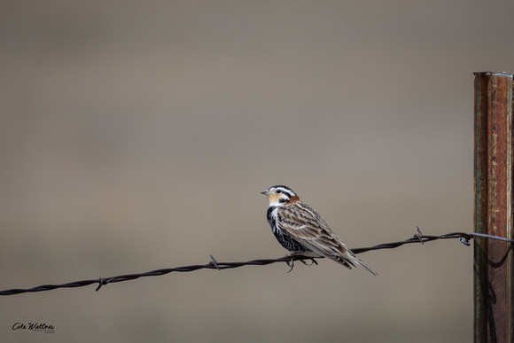 Chestnut Collared Longspur A 2023