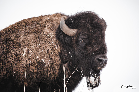 Bison with Goatee 2023