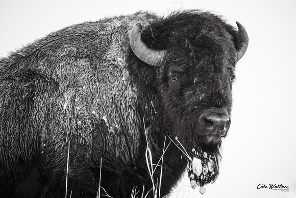 Bison with Goatee  black and white 20213