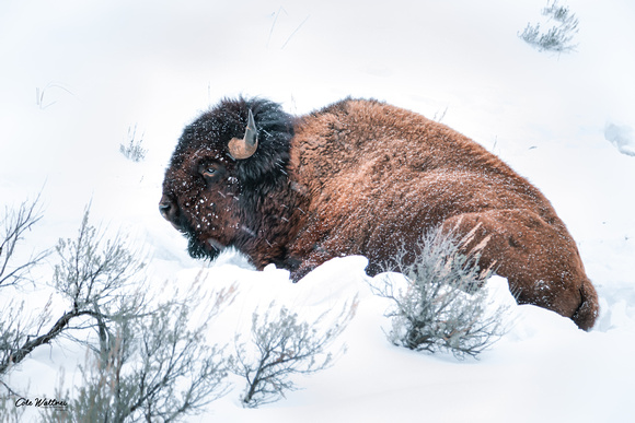 Snowy Bison bedded 2020